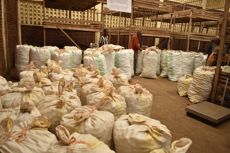 Nyabihu: Ikoreshwa ry’imbuto gakondo y’ibirayi ritubya umusaruro ukanangirika byoroshye