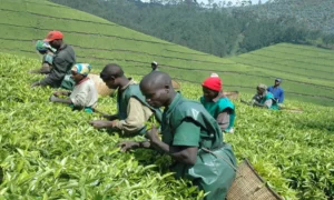 Nyamasheke: Abahinzi b’icyayi barishimira izamuka ry’igiciro cyacyo