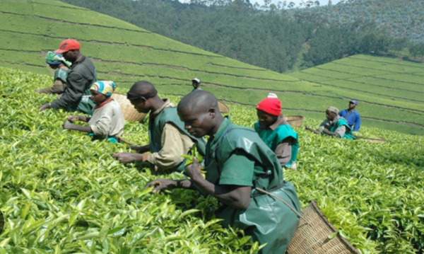 Nyamasheke: Abahinzi b’icyayi barishimira izamuka ry’igiciro cyacyo