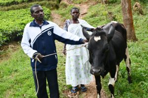 Icyumweru cy’Umujyanama cyatangiranye no kugabira inka imiryango 5
