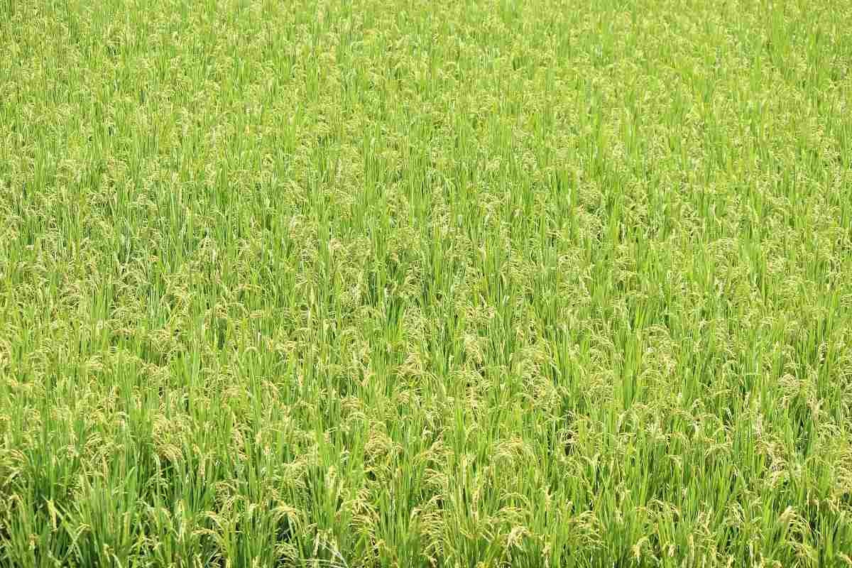 Rusizi: Nkunganire ya Leta ku ifumbire yakuye ahaga abahinzi b’umuceri