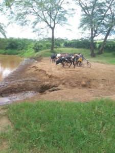 Nyagatare: Abaturage bavoma amazi y’umugezi w’Umuvumba n’inka zishotsemo