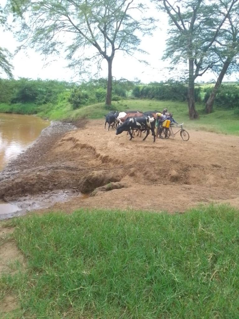Nyagatare: Abaturage bavoma amazi y’umugezi w’Umuvumba n’inka zishotsemo
