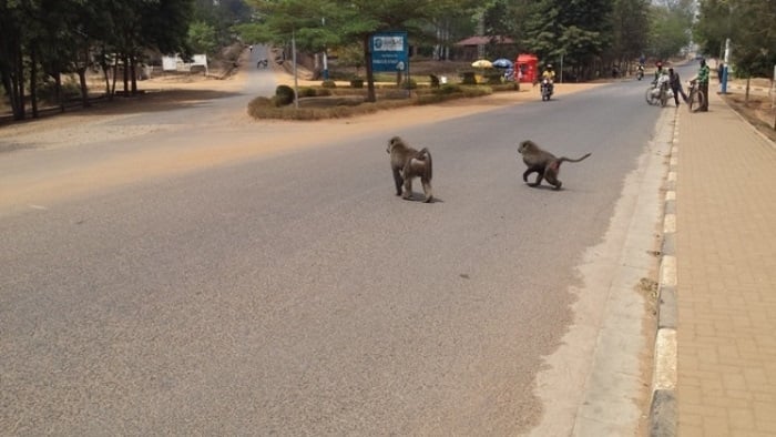 Nyagatare: Abaturage bishimira ingamba zashyizweho zo gukumira ibitera