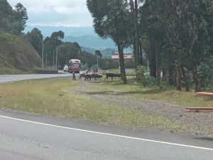 Musanze: Abatwara ibinyabiziga babangamiwe n’abakiragira mu nkengero z’imihanda