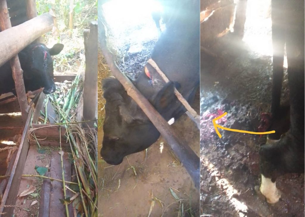 Nyamasheke: Uwari afungiwe gutema umugore we arakekwaho gutema inka z’abamushyingiye