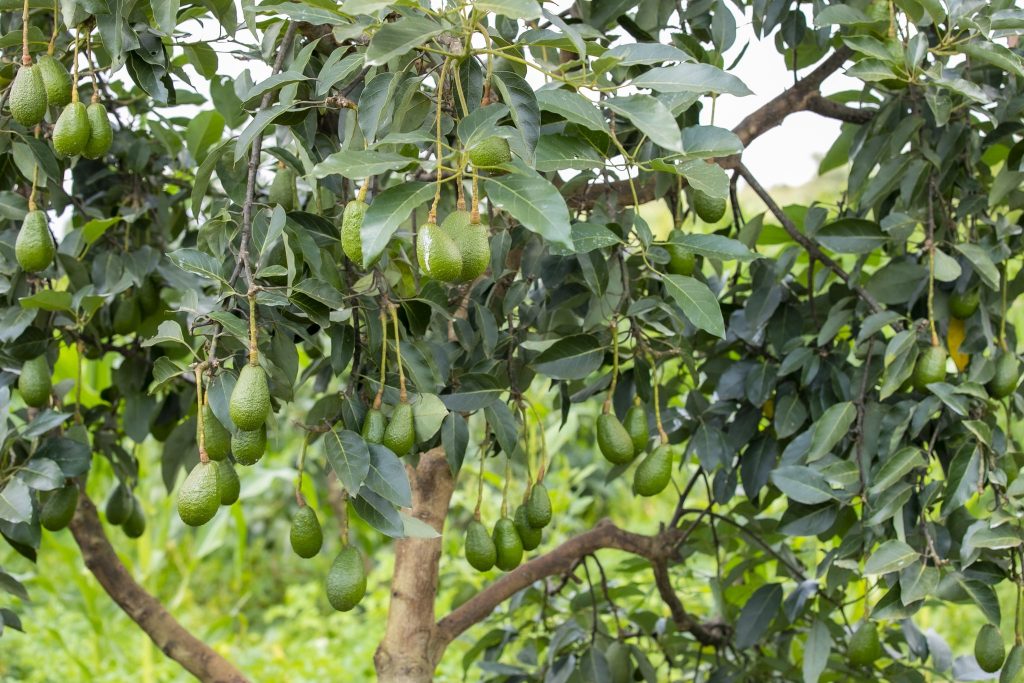 Kayonza: Umushinga w’imbuto no kuhira byahinduye imibereho y’abaturage