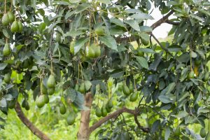 Kayonza: Umushinga w’imbuto no kuhira byahinduye imibereho y’abaturage