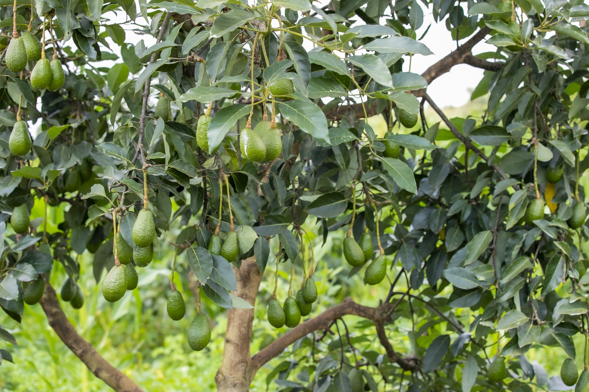 Kayonza: Umushinga w’imbuto no kuhira byahinduye imibereho y’abaturage