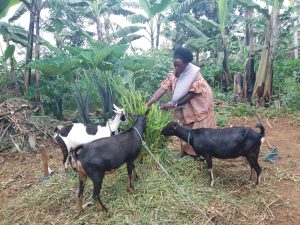 Rwamagana: Uwacaga inshuro yahinduriwe ubuzima na VUP, ubu akoresha abandi