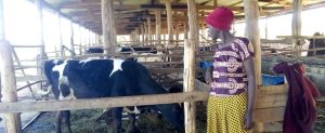 Muhanga: Abavanywe mu manegeka barashimira Kagame watuje akabaha n’amata 