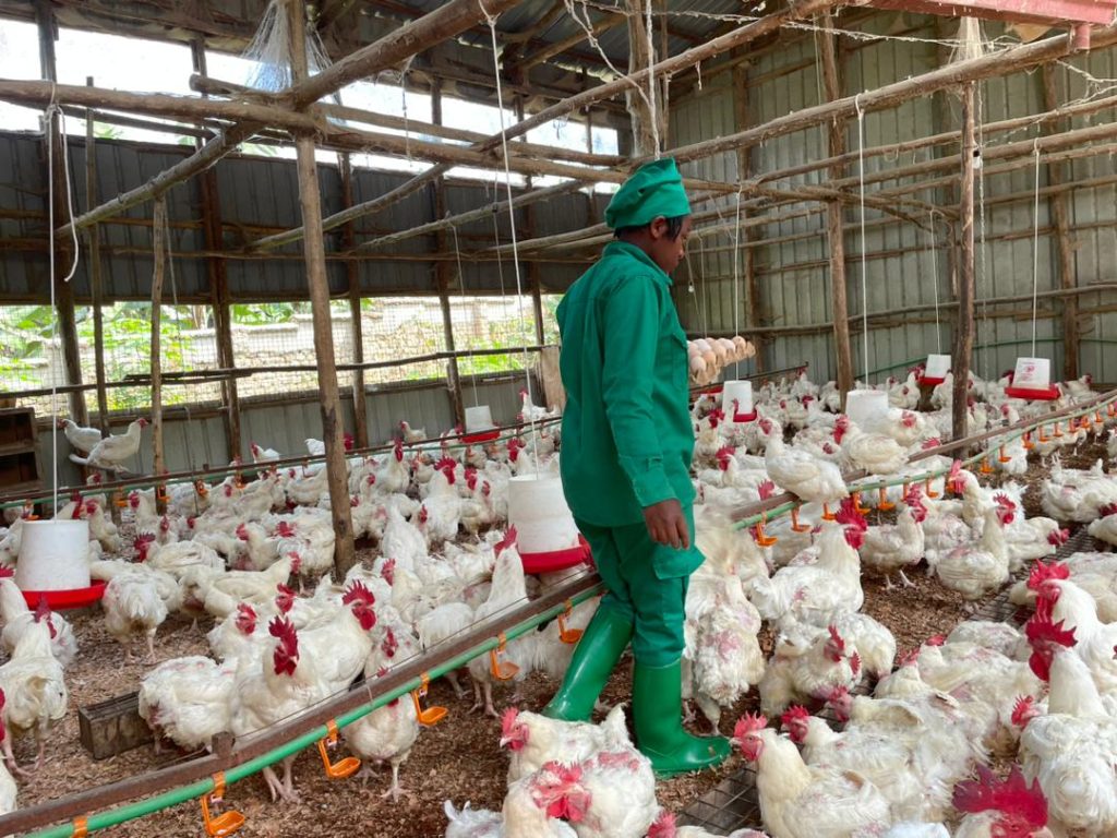 Uwaretse akazi ka Leta akorora inkoko yinjiza miliyoni 4 Frw mu cyumweru