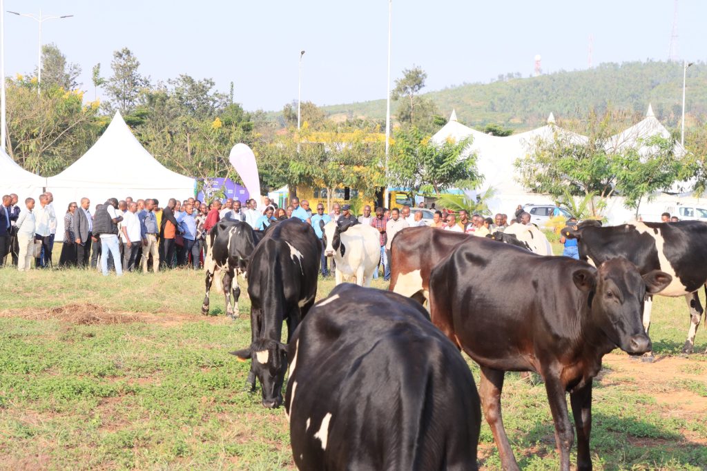 Bugesera: Inka borojwe zizabafasha kutarumbya