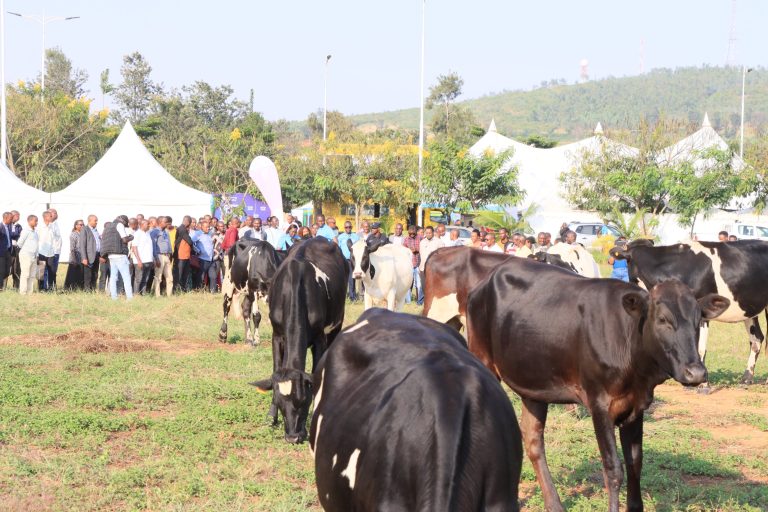 Bugesera: Inka borojwe zizabafasha kutarumbya