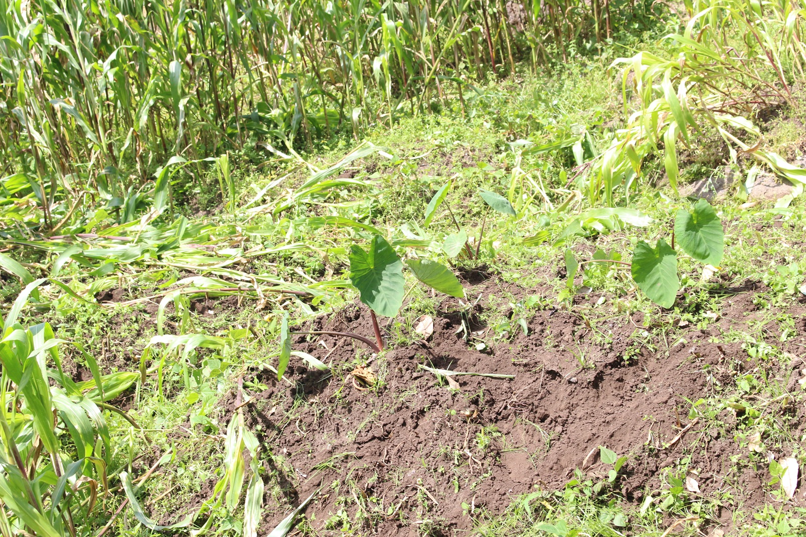 Nyabihu: Uwatemewe imyaka mu mirima itatu aratabaza