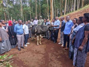 Rusizi: Ibitaro bya Gihundwe byaremeye inka ikamwa uwarokotse Jenoside