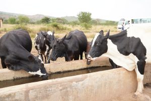 Kayonza: Inka ntizikigandara kandi ntizakamwa zituhiwe