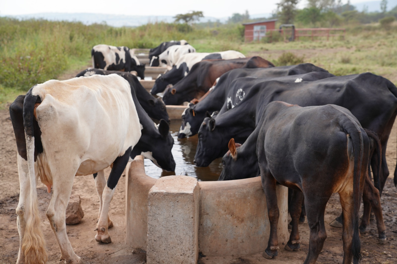Murundi: Kubakira aborozi ibikorwa remezo byazamuye umukamo