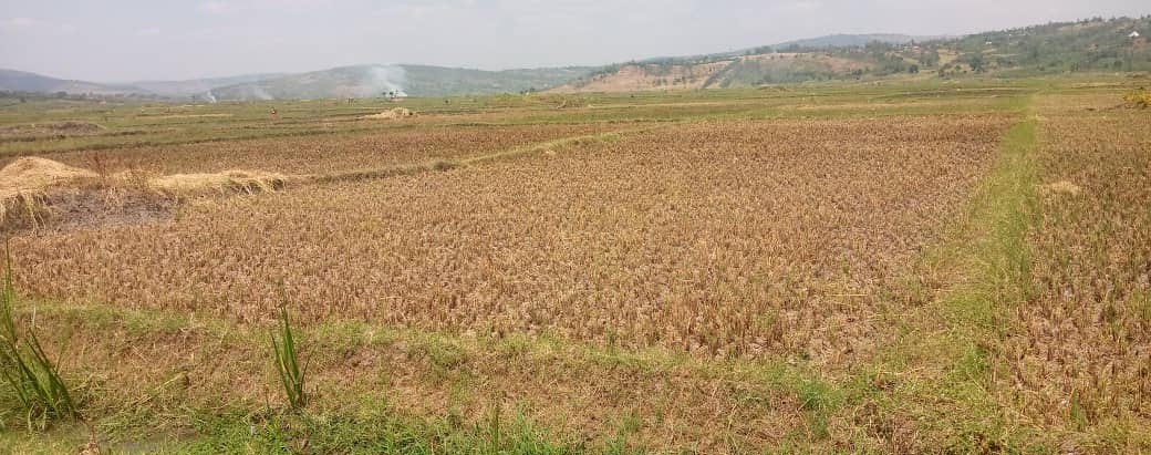 Abahinga umuceri mu gishanga cy’Umuvumba bishimira ko byabahinduriye ubuzima