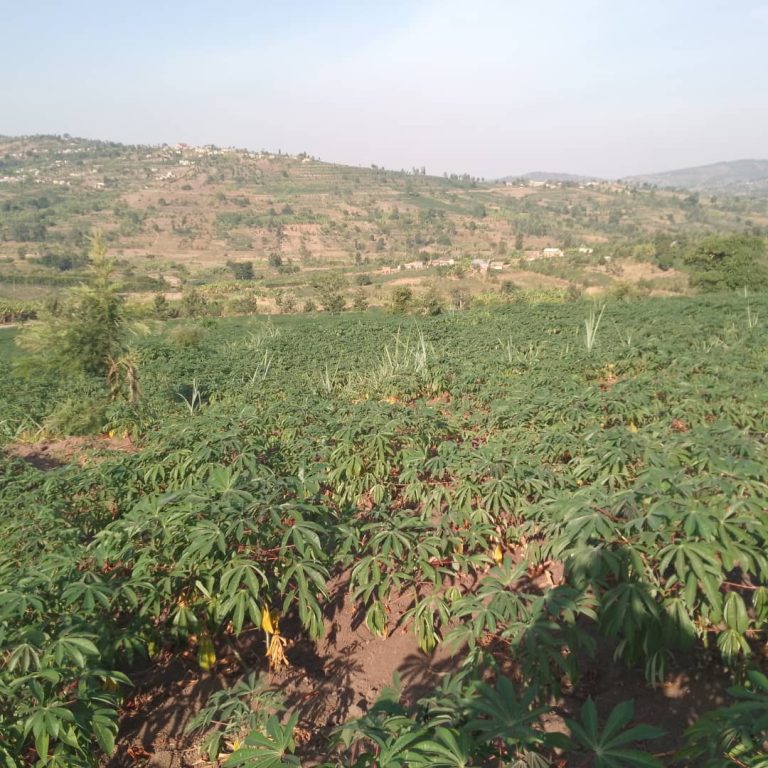 Ruhango: Igihingwa cy’imyumbati cyabahinduriye ubuzima
