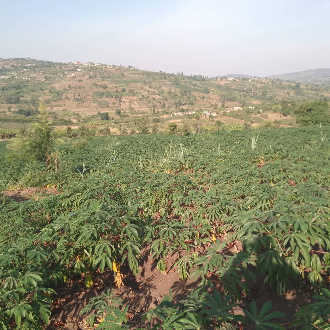 Ruhango: Igihingwa cy’imyumbati cyabahinduriye ubuzima