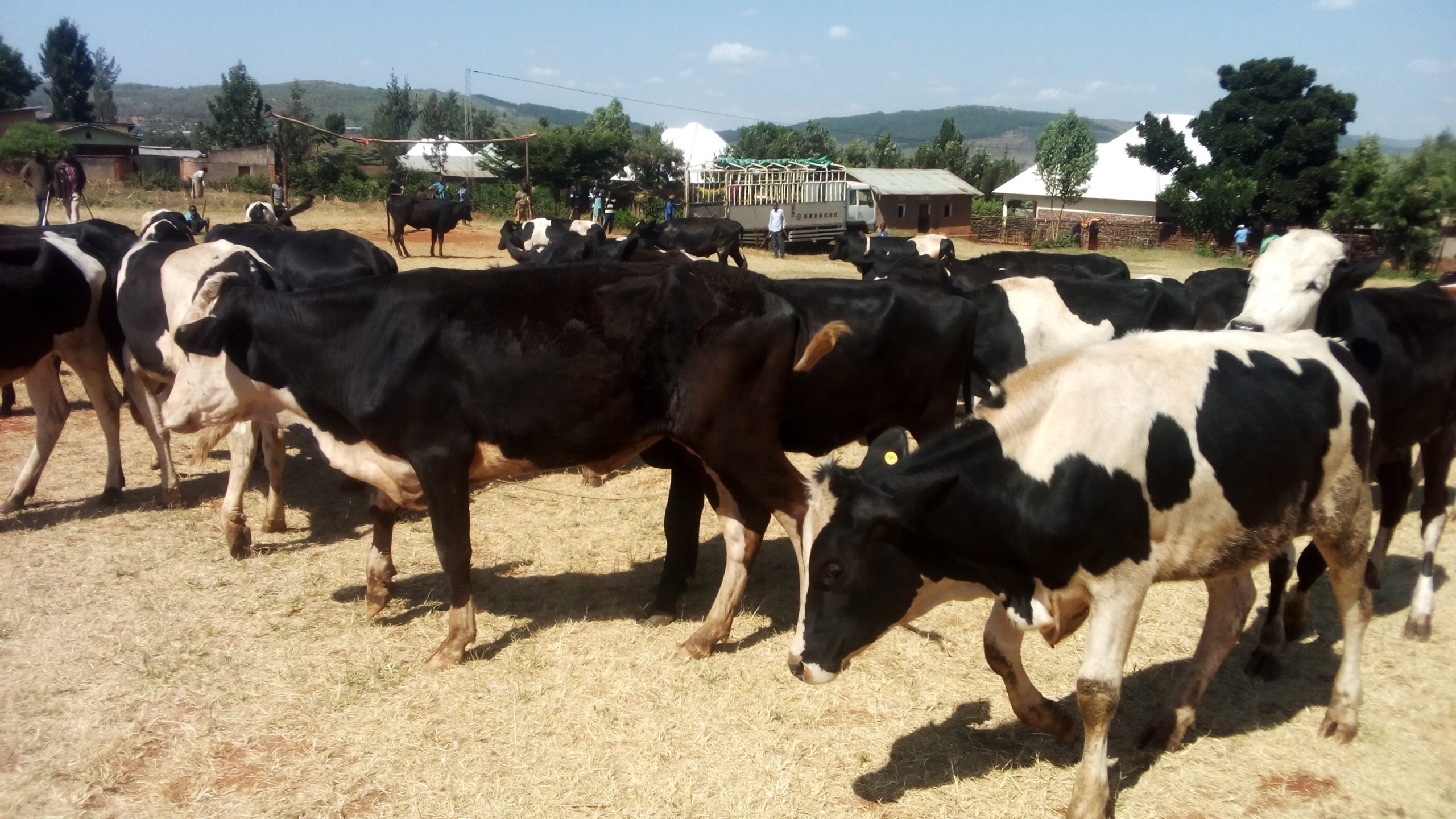 Iburasirazuba: Aborozi bafashe ingamba zo guhaza uruganda rw’amata rwuzuye i Nyagatare