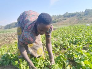 Kamonyi: Abahinzi bagaragaza impamvu bazatora Paul Kagame