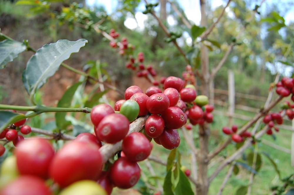 U Rwanda rwihaye intego yo kongera 10% ku ikawa rweza