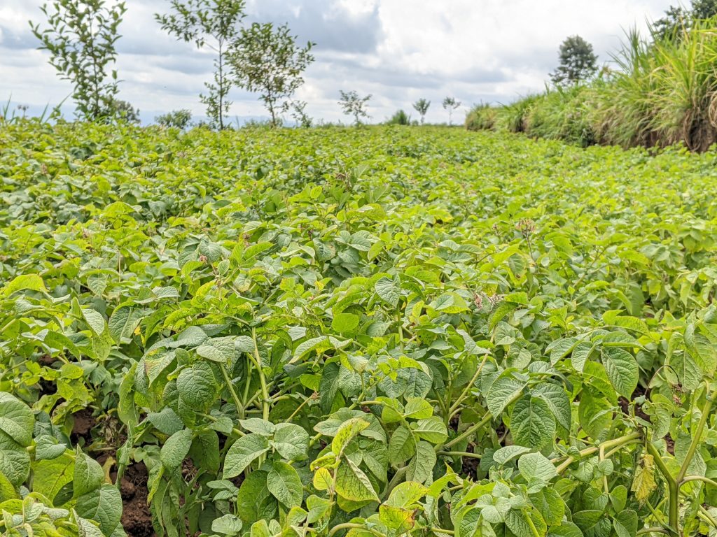 Nyaruguru: Guhinga bakoresheje ishwagara byongereye umusaruro bibahindurira ubuzima