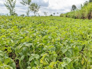 Nyaruguru: Guhinga bakoresheje ishwagara byongereye umusaruro bibahindurira ubuzima