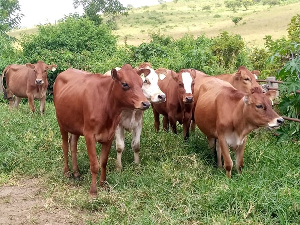 Sobanukirwa amabwiriza yo gukumira, kuvura indwara no kuvugurura icyororo