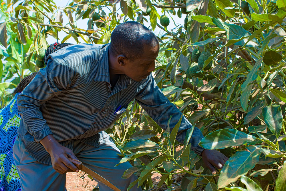 Ngoma: Turinabo uhinga avoka zimwinjiriza 1 200 000 Frw ku kwezi 