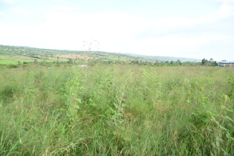 Kuvugurura ubworozi byamukuye ku nka ikamwa litiro 5 agera kuri 23