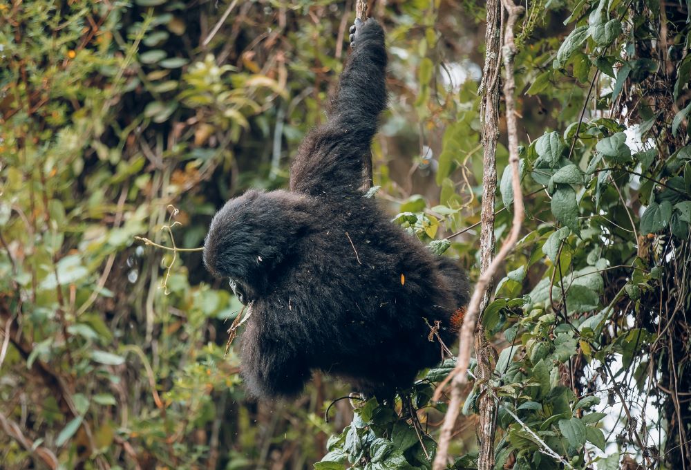 Mu myaka 5 u Rwanda ruzinjiza azaga miliyari 1,300 avuye mu bukerarugendo