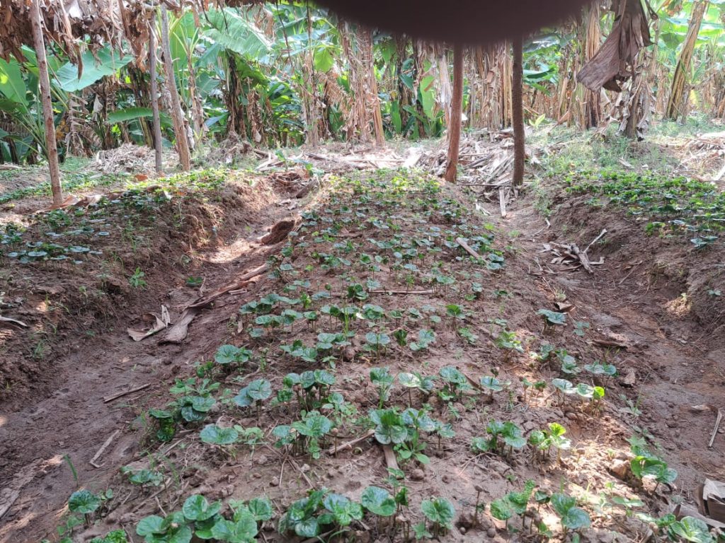 U Rwanda ruzashora miliyari 2 Frw mu gutera ingemwe z’ikawa miliyoni 25