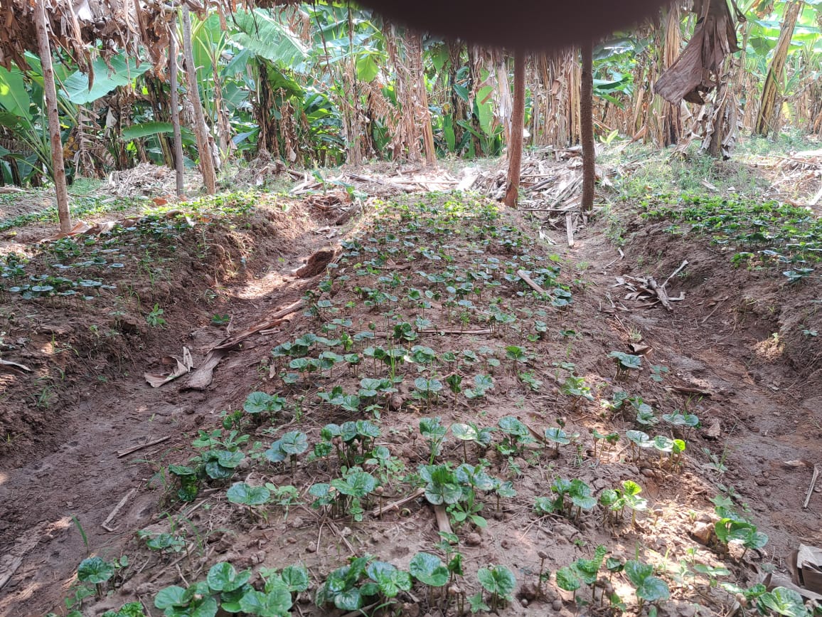 U Rwanda ruzashora miliyari 2 Frw mu gutera ingemwe z’ikawa miliyoni 25