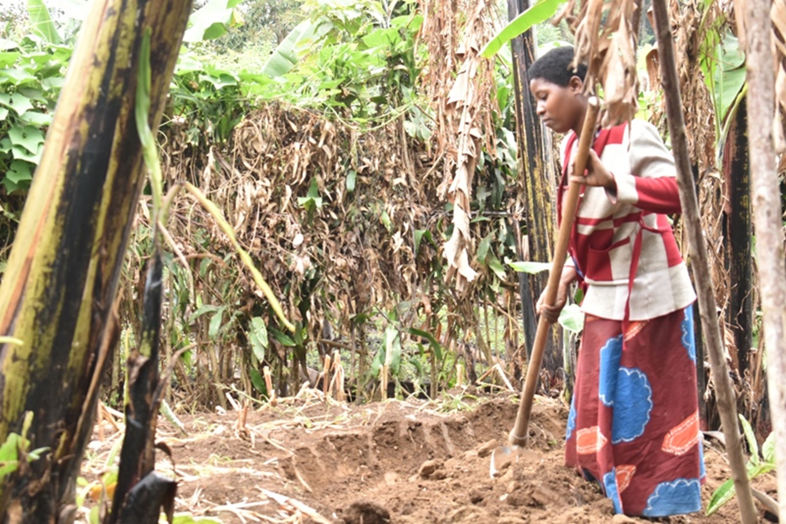 Burera: Batewe inkeke no gutura mu Murenge utagira abacuruzi b’ifumbire