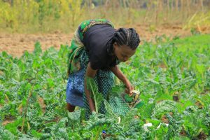 Ikoranabuhanga n’ubumenyi bifasha abahinzi -borozi kweza