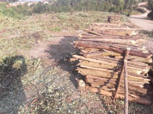 Kamonyi: Baratabaza kubera ishyamba riri gutemwa umusozi ugasigara wambaye ubusa 