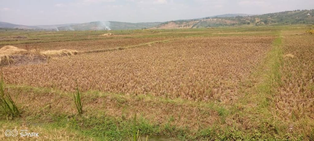 Kayonza: Amahugurwa y’ubuhinzi yaherewe muri Koreya yatumye akuba umusaruro inshuro enye