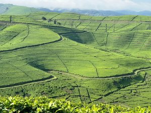 Nyaruguru: Imisozi yari yambaye ubusa irabinjiriza amafaranga kubera icyayi 