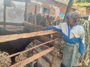 Gicumbi: Mukandengo yishyurira umwuzukuru we ishuri abikesha Girinka Munyarwanda