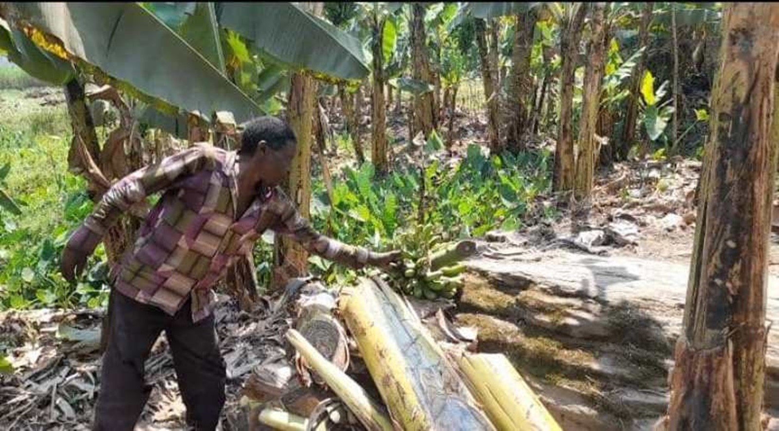 Gakenke: Ntibakibona imineke n’urwagwa kubera Kirabiranya yibasiye insina