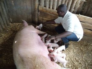 Ingurube ubwayo igira isuku, kwivuruguta ni uburyo ifatwa- Inzobere mu bworozi