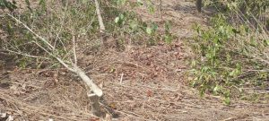 Nyamasheke: Abagabo 2 batawe muri yombi bakekwaho gutema kawa z’umuturage