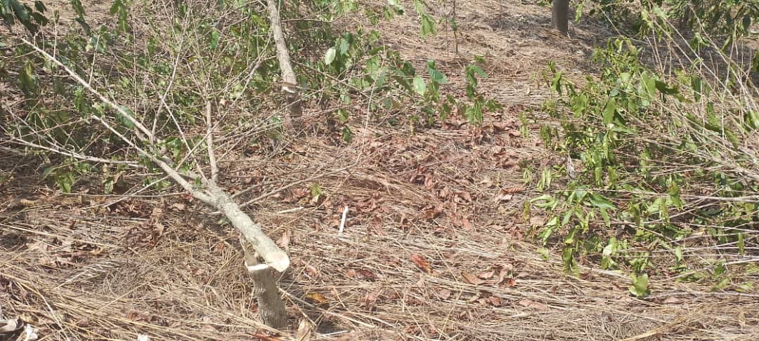 Nyamasheke: Abagabo 2 batawe muri yombi bakekwaho gutema kawa z’umuturage