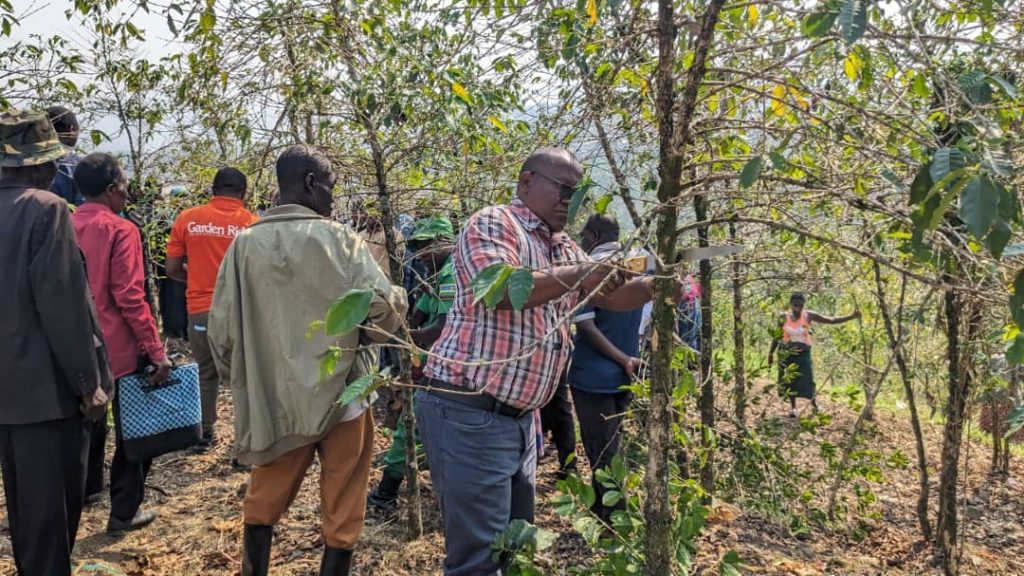 U Rwanda rurashaka gukuba 3 umusaruro w’ikawa rweza