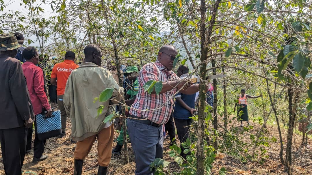 U Rwanda rurashaka gukuba 3 umusaruro w’ikawa rweza