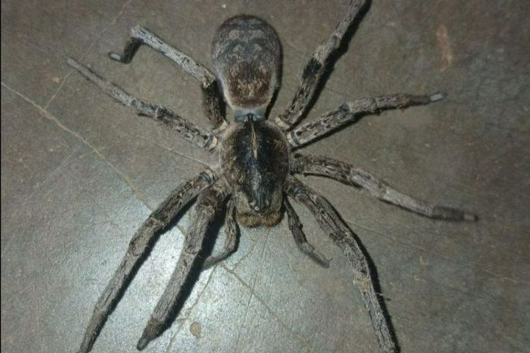 Igitagangurirwa kidasanzwe cyabonetse muri Pariki y’Igihugu y’Akagera