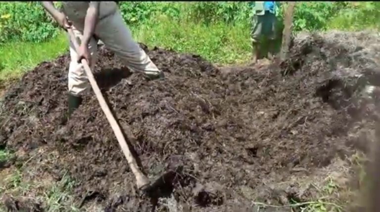 Kayonza: Abahinzi baciye ukubiri no gutwika ibisigazwa by’ibyatsi